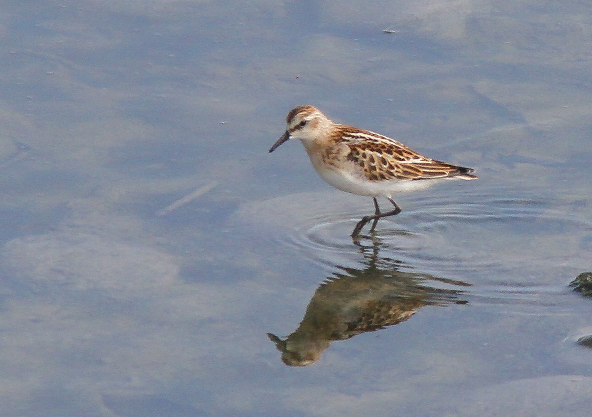 Zwergstrandläufer - ML366860001