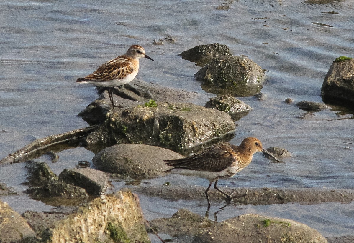 Little Stint - Jeff copner