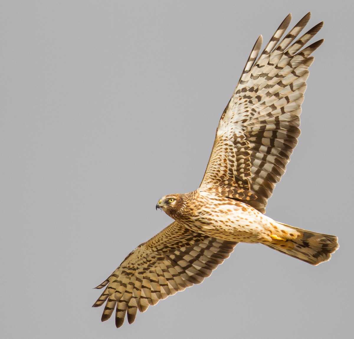 Northern Harrier - ML366860471