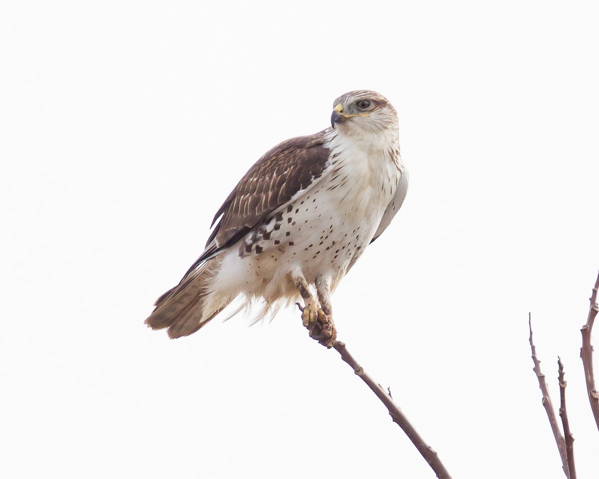 Ferruginous Hawk - ML366860511