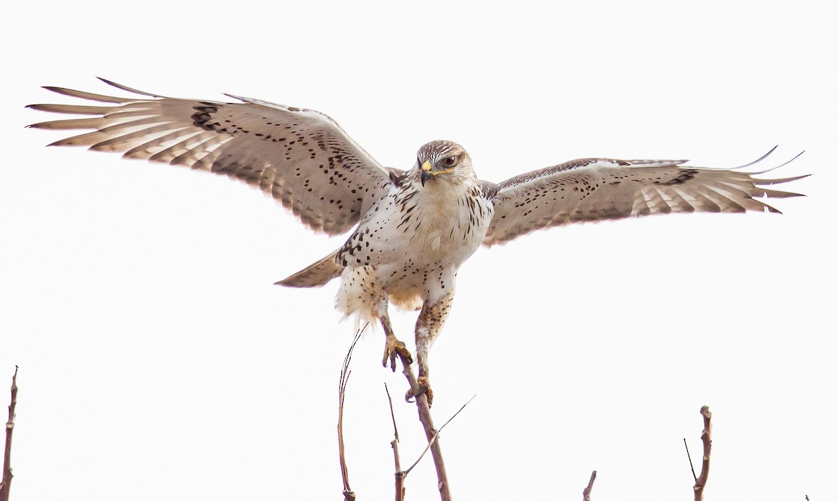 Ferruginous Hawk - ML366860541