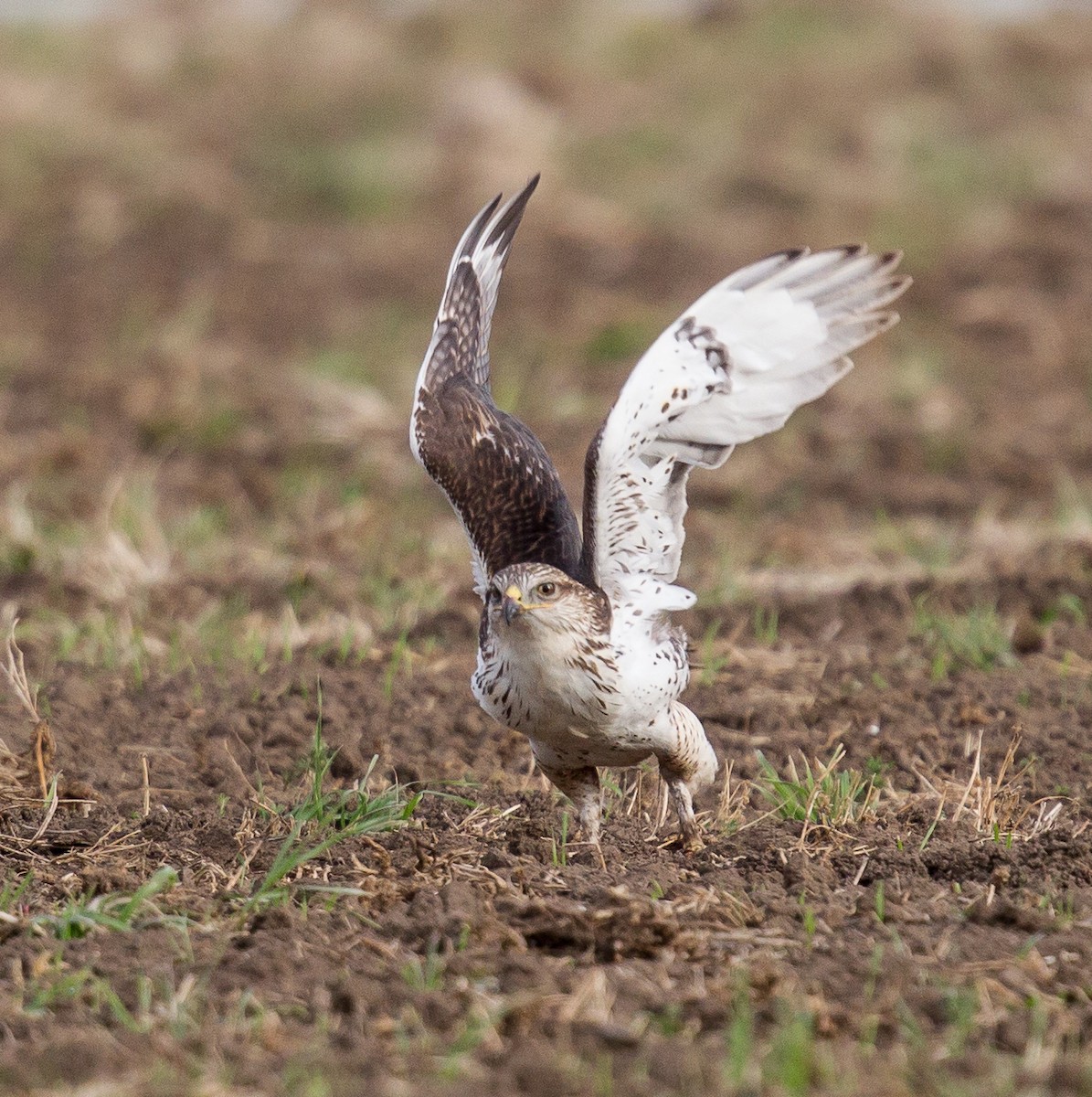 Königsbussard - ML366860551