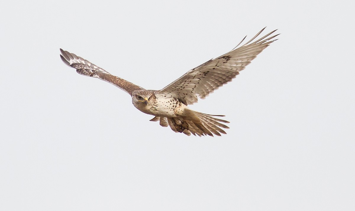 Ferruginous Hawk - ML366860561