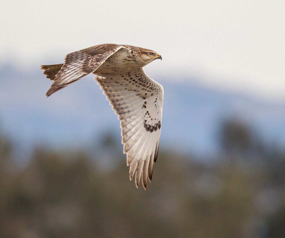 Ferruginous Hawk - ML366860651