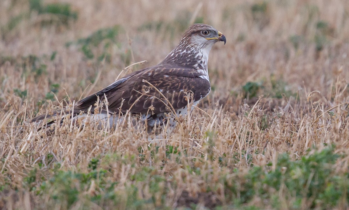 Ferruginous Hawk - ML366860671