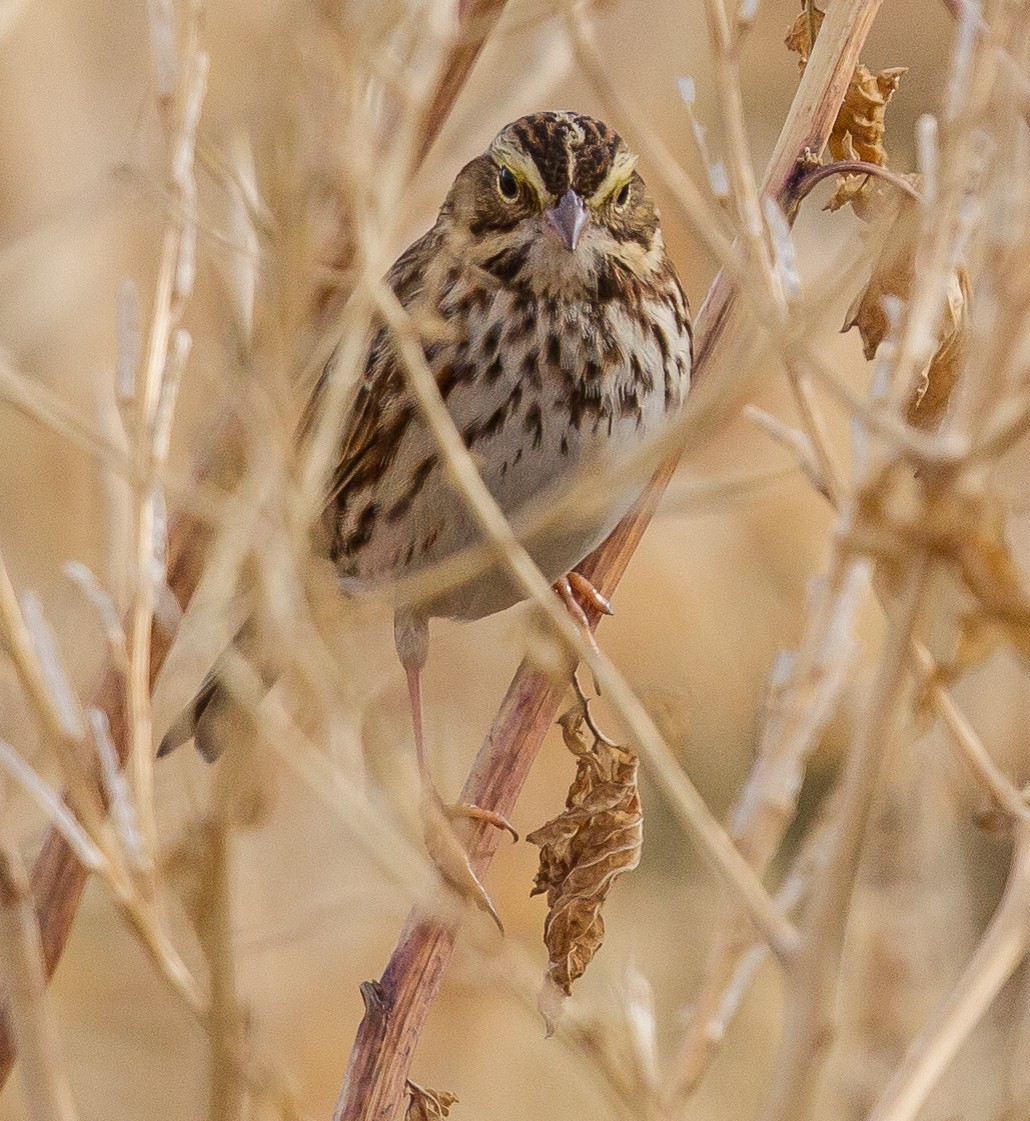 Savannah Sparrow - ML366860731