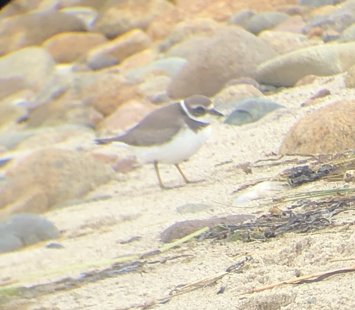 Semipalmated Plover - ML366861201