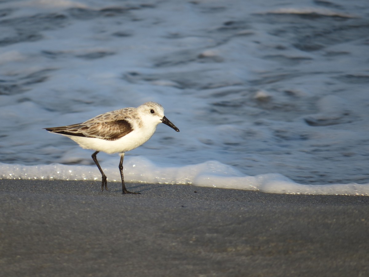 Bécasseau sanderling - ML36686351