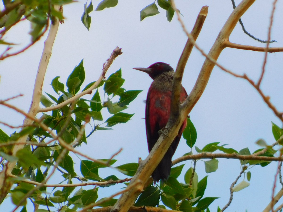 Lewis's Woodpecker - ML366864041