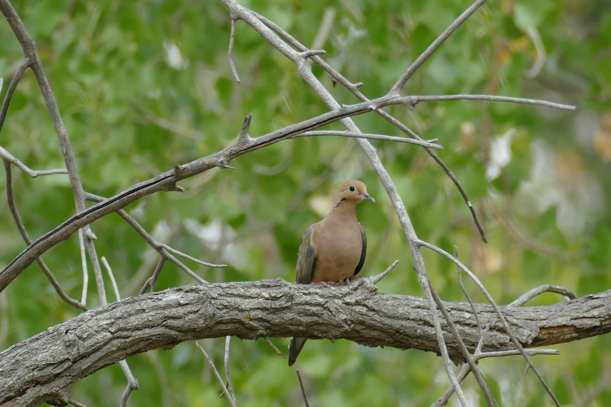 Mourning Dove - ML366866361