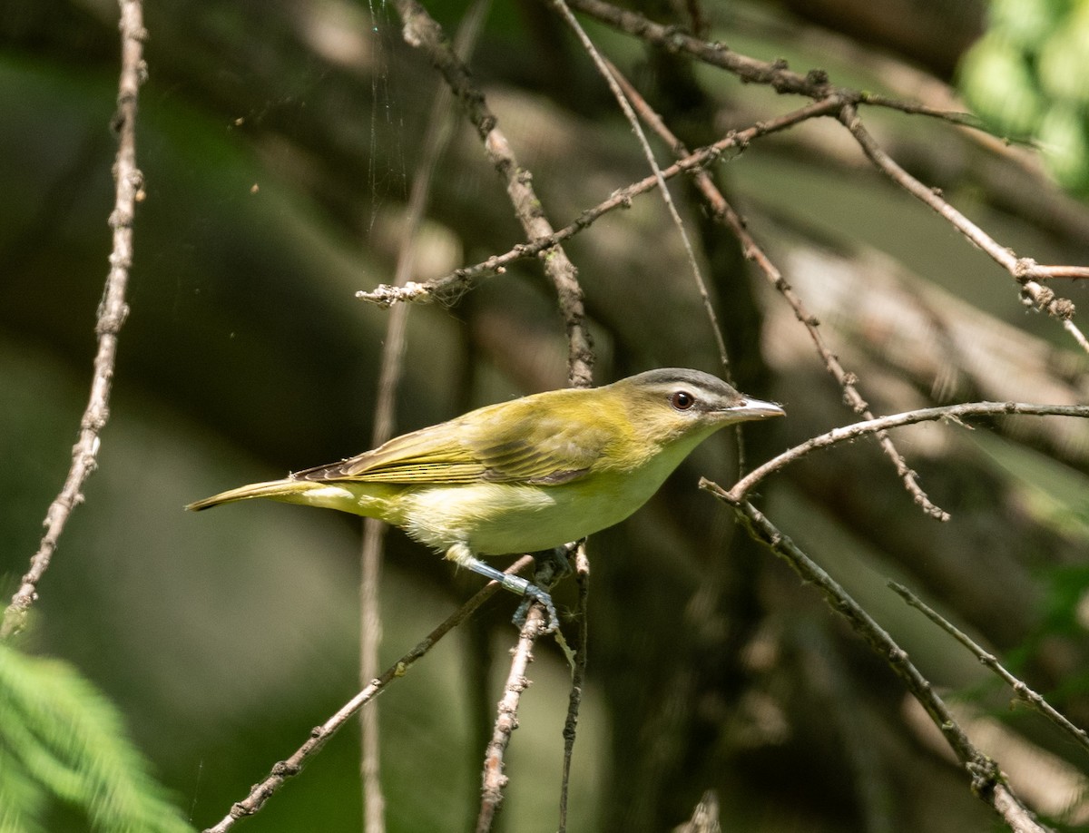 Red-eyed Vireo - ML366867341