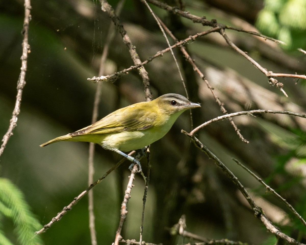 Red-eyed Vireo - ML366867591