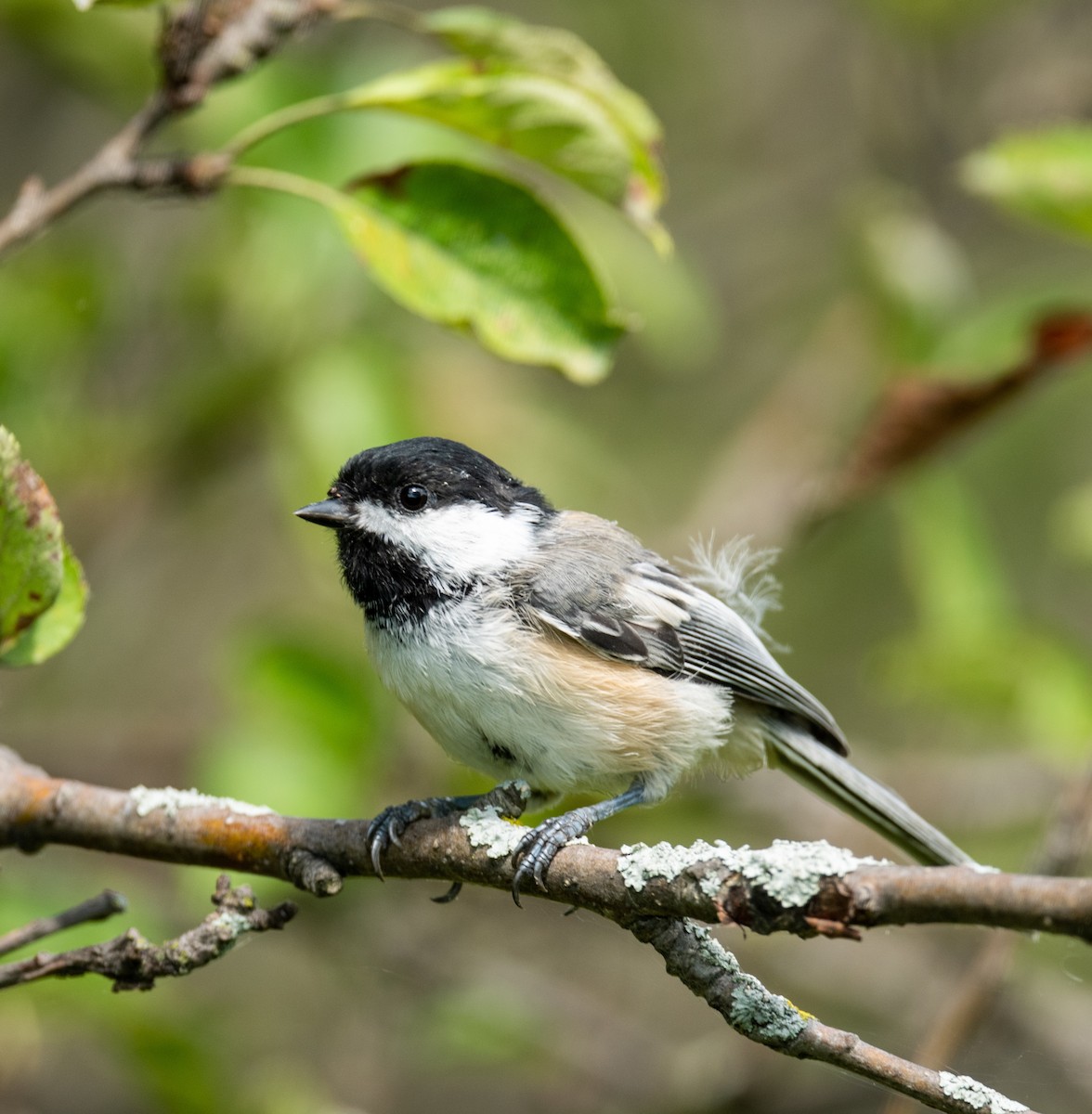 Black-capped Chickadee - Rich Ashcraft