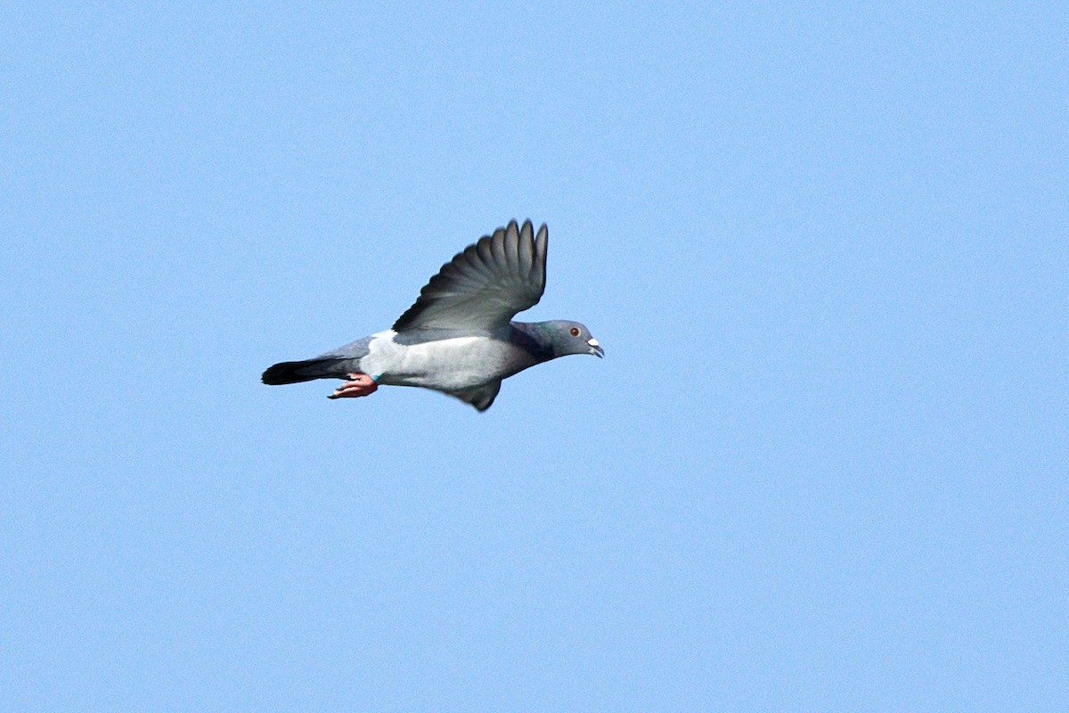 Rock Pigeon (Feral Pigeon) - ML366869111