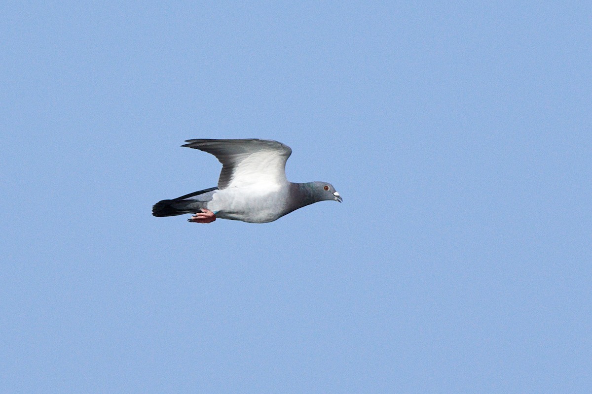 Rock Pigeon (Feral Pigeon) - ML366869241