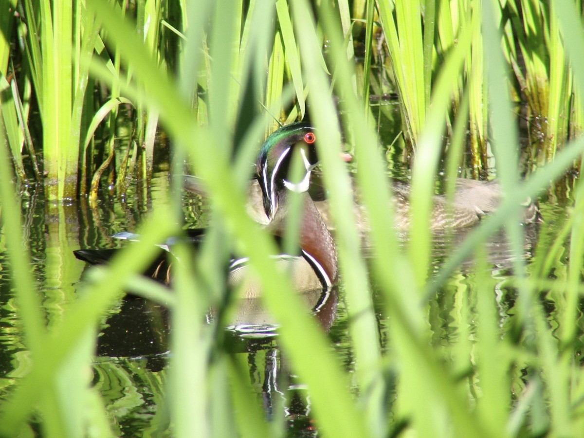 Wood Duck - ML36686981