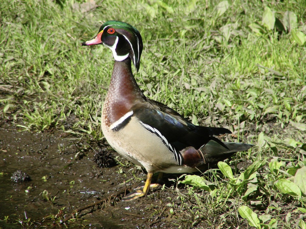 Wood Duck - ML36686991