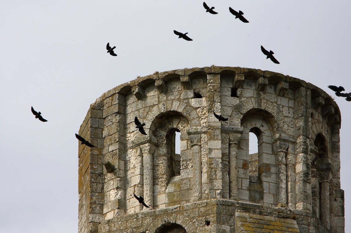 Eurasian Jackdaw - Dominic Garcia-Hall