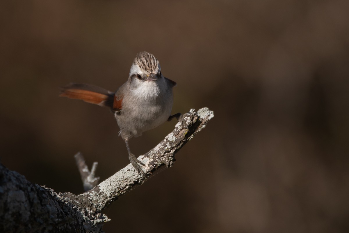 Stripe-crowned Spinetail - ML366871401