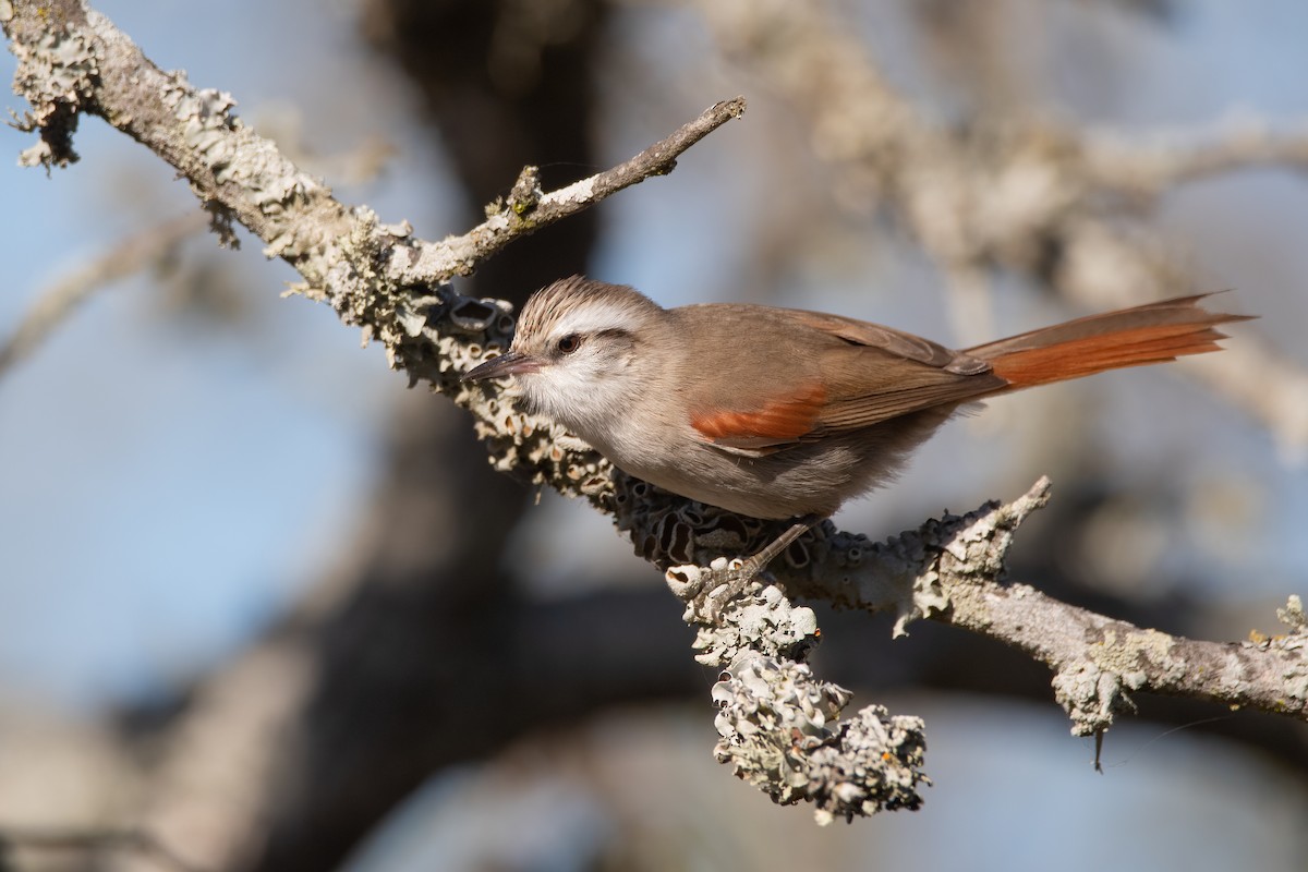 Stripe-crowned Spinetail - ML366871481