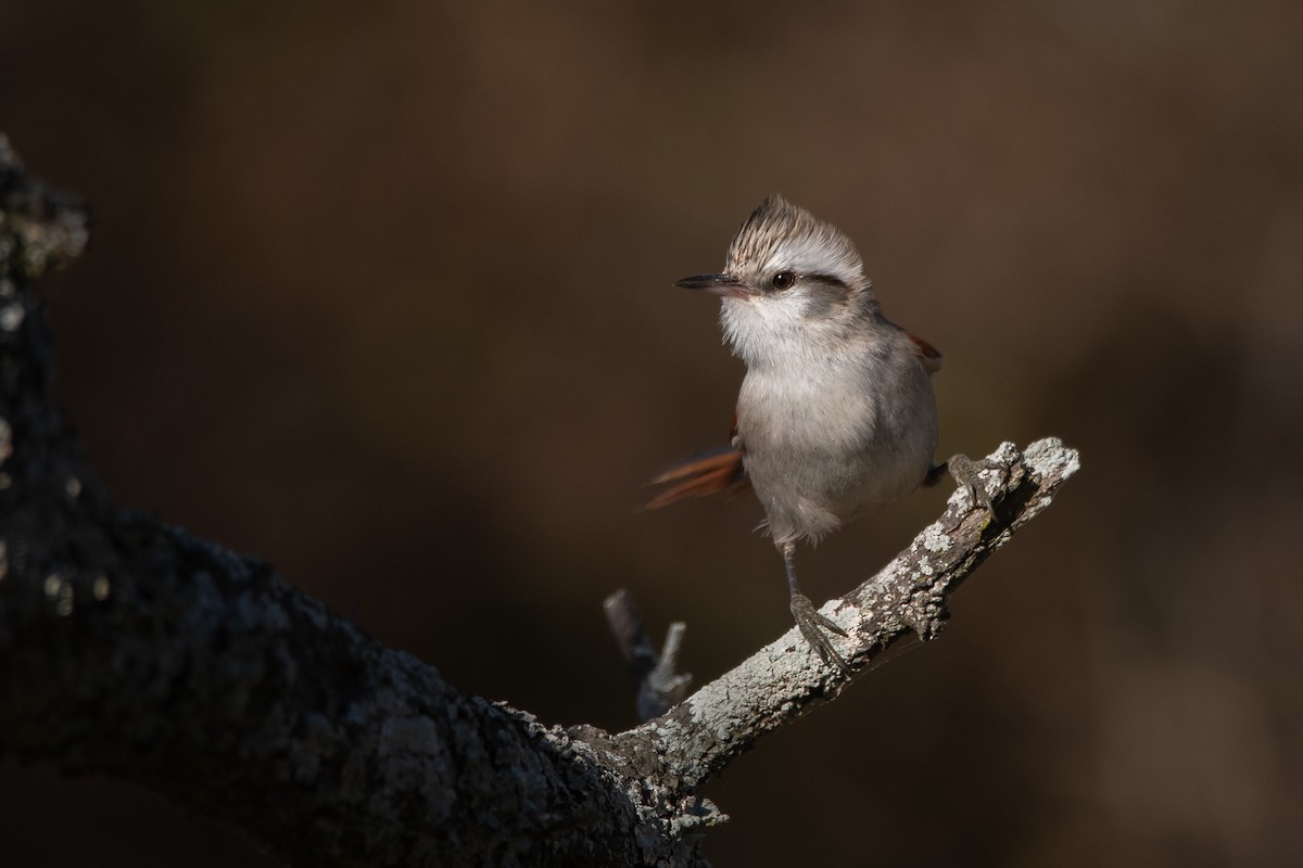 Stripe-crowned Spinetail - ML366871531