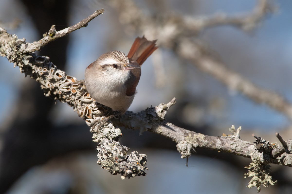 Stripe-crowned Spinetail - ML366871791