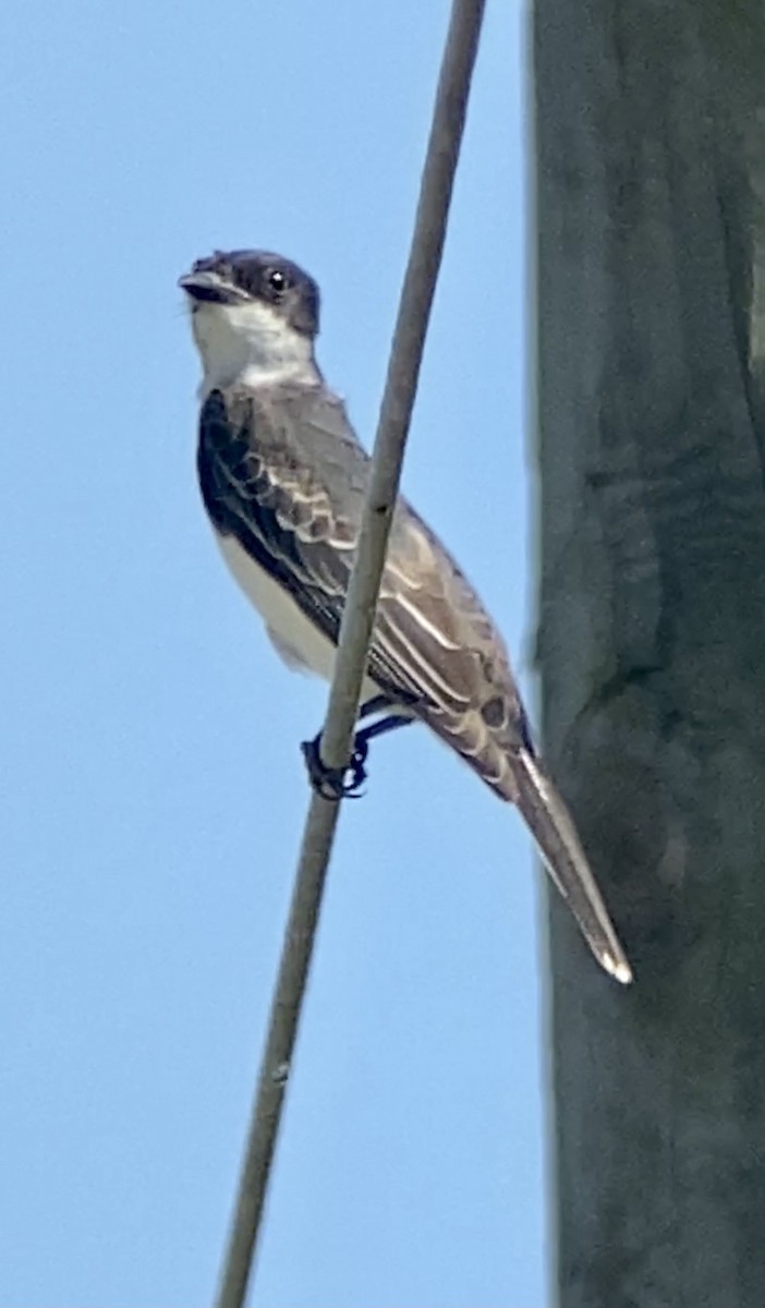 Eastern Kingbird - ML366872521