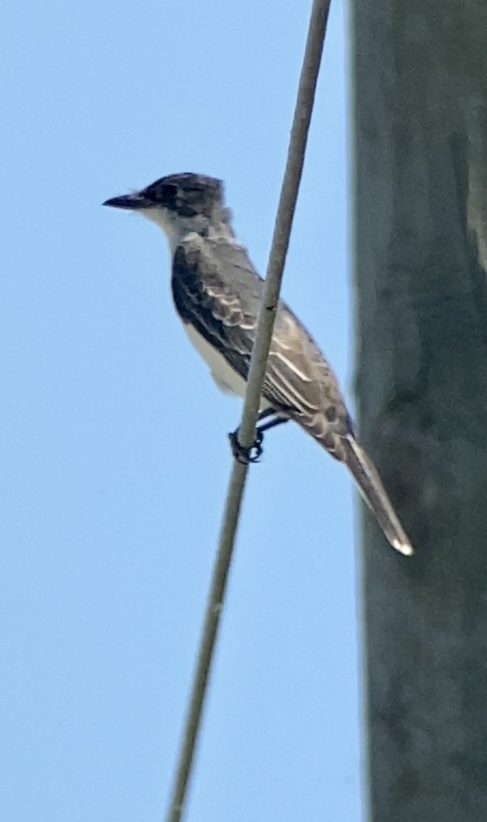 Eastern Kingbird - ML366872531