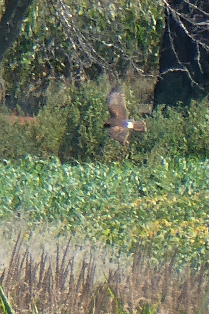 Northern Harrier - K K