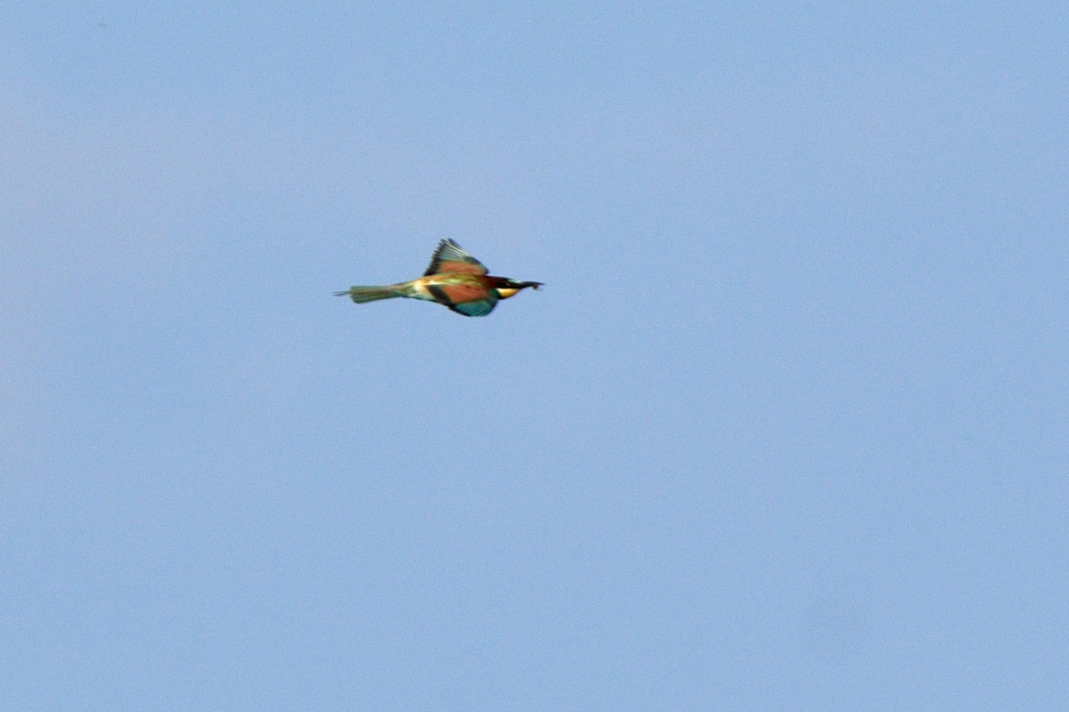 European Bee-eater - ML366874171