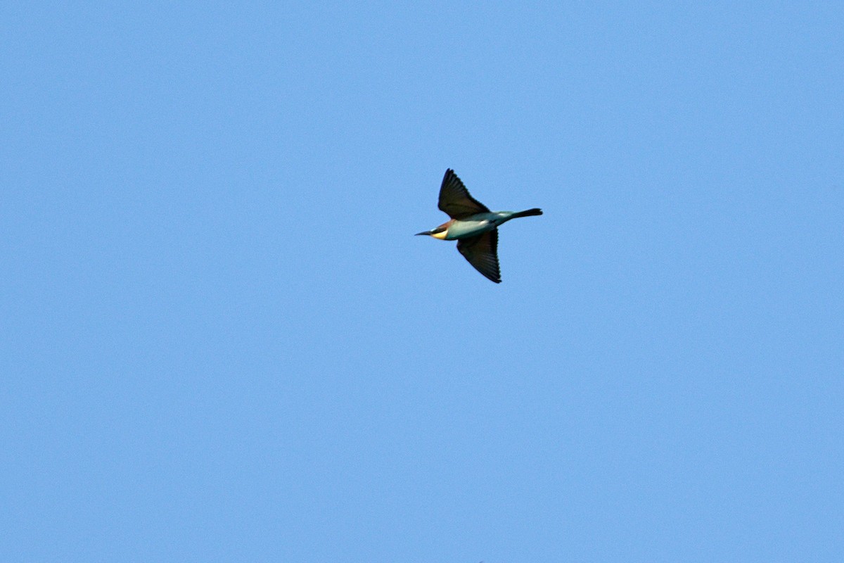 European Bee-eater - ML366874181