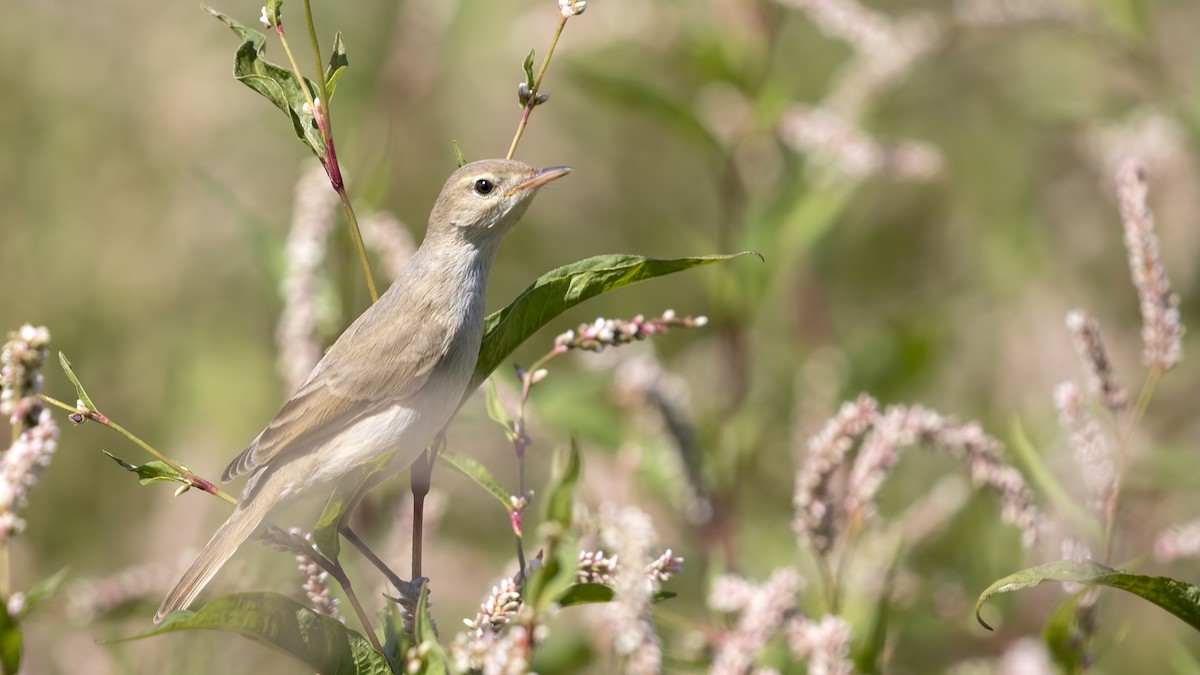 Booted Warbler - ML366875161