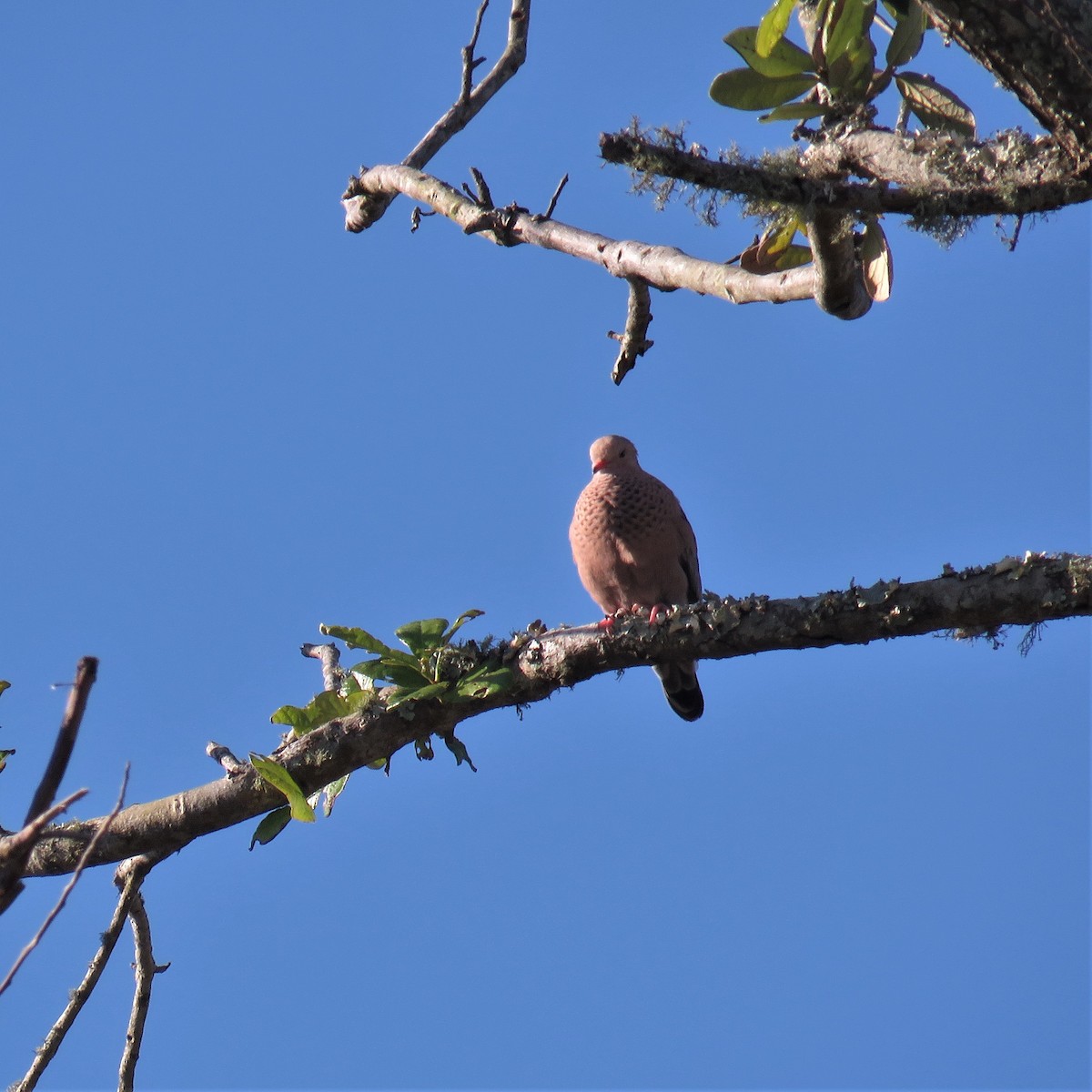 Common Ground Dove - Scot Duncan