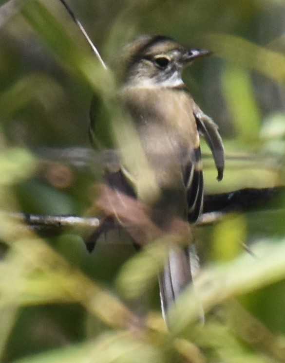 Least Flycatcher - ML366878071