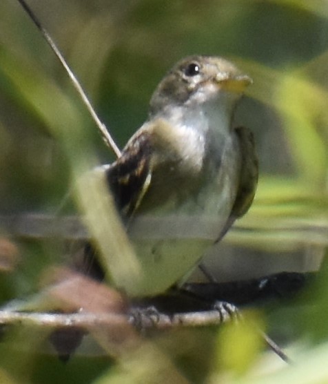 Least Flycatcher - ML366878081