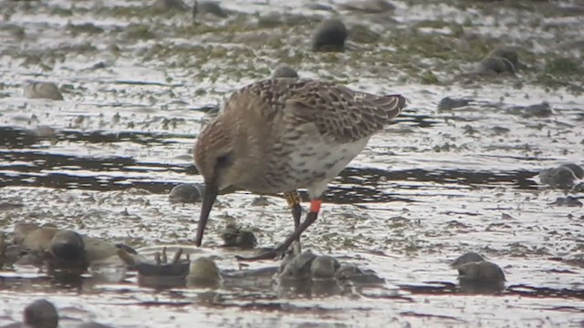 Dunlin - ML366879261