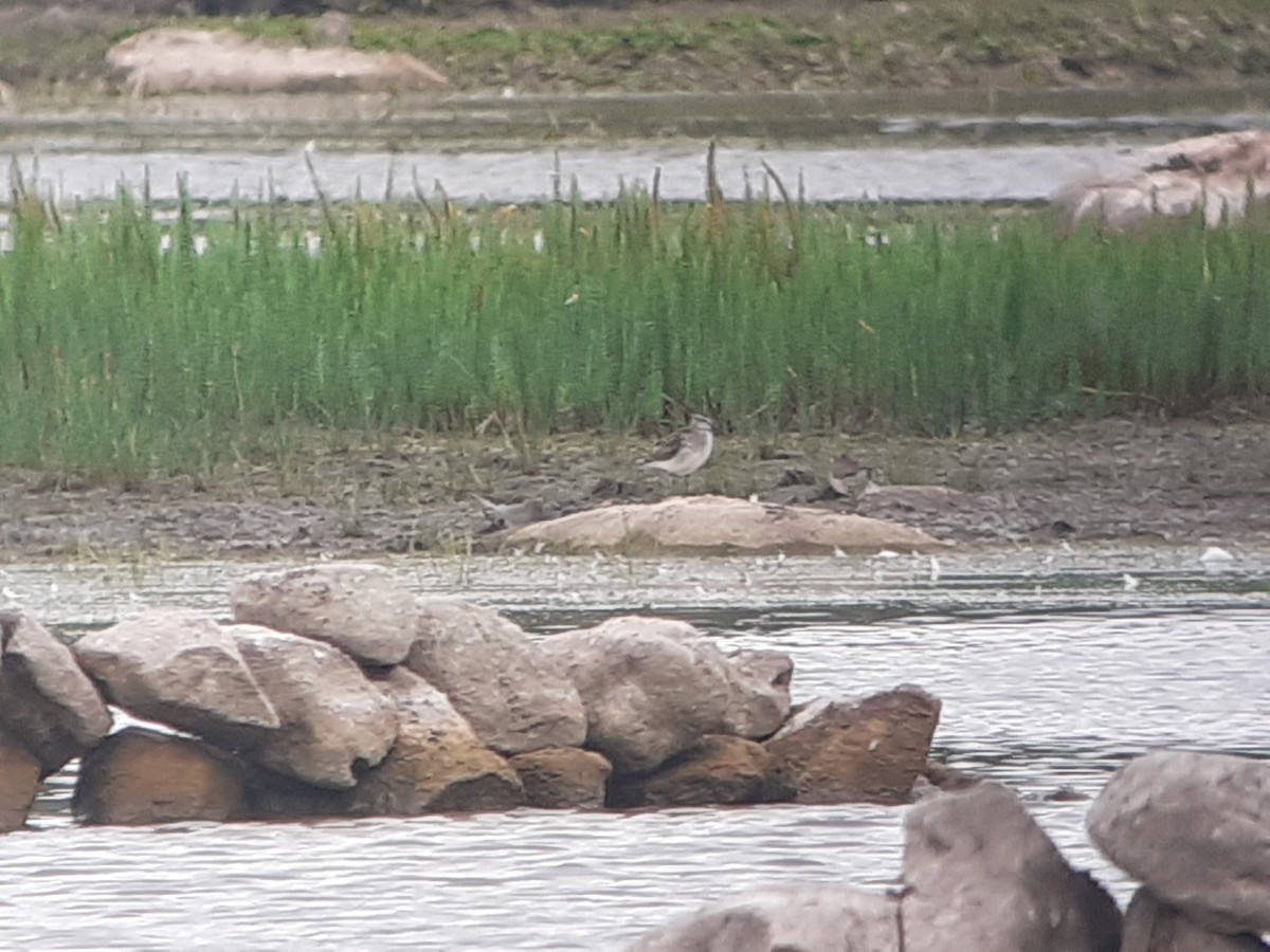 Wood Sandpiper - ML366879461