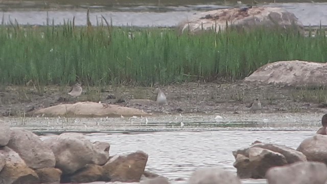 Wood Sandpiper - ML366879491