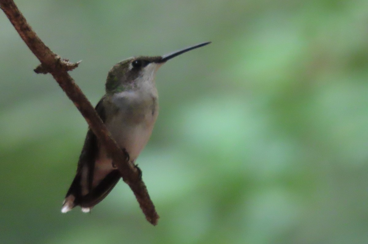 Ruby-throated Hummingbird - Elizabeth Lyons