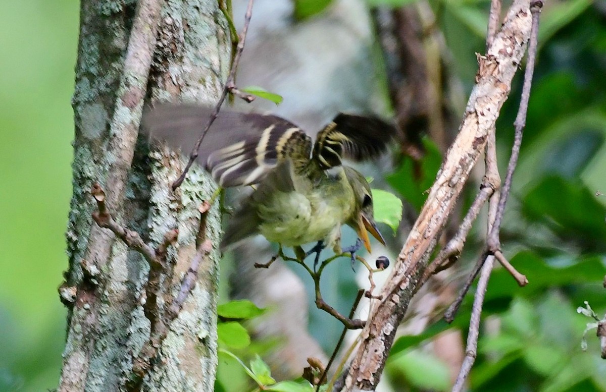 Acadian Flycatcher - ML366882211