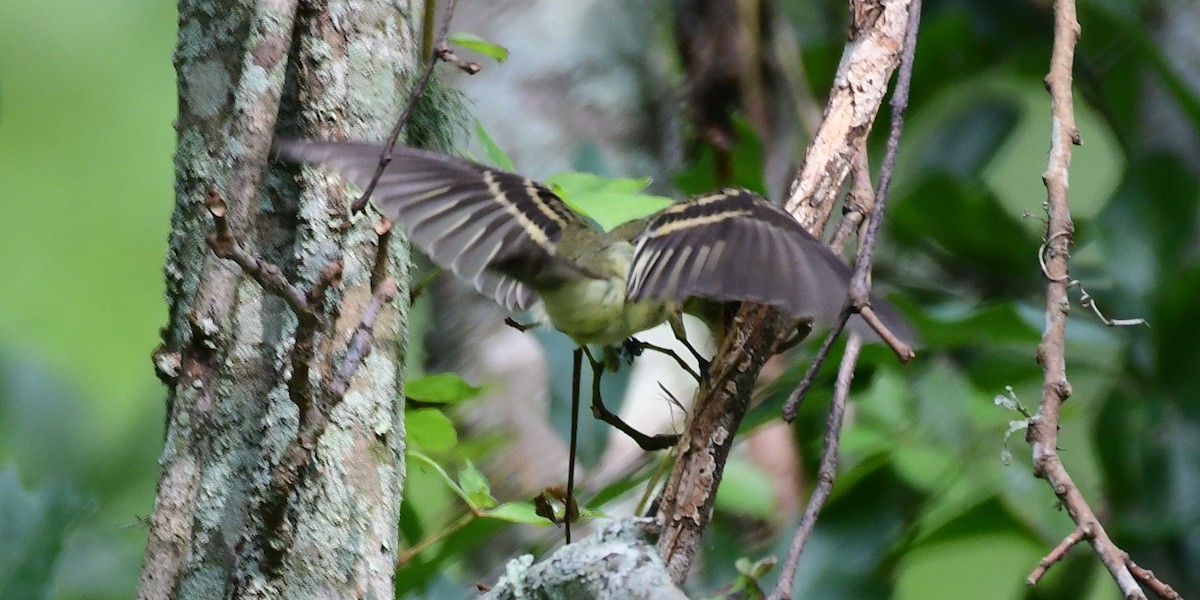 Acadian Flycatcher - James Bozeman