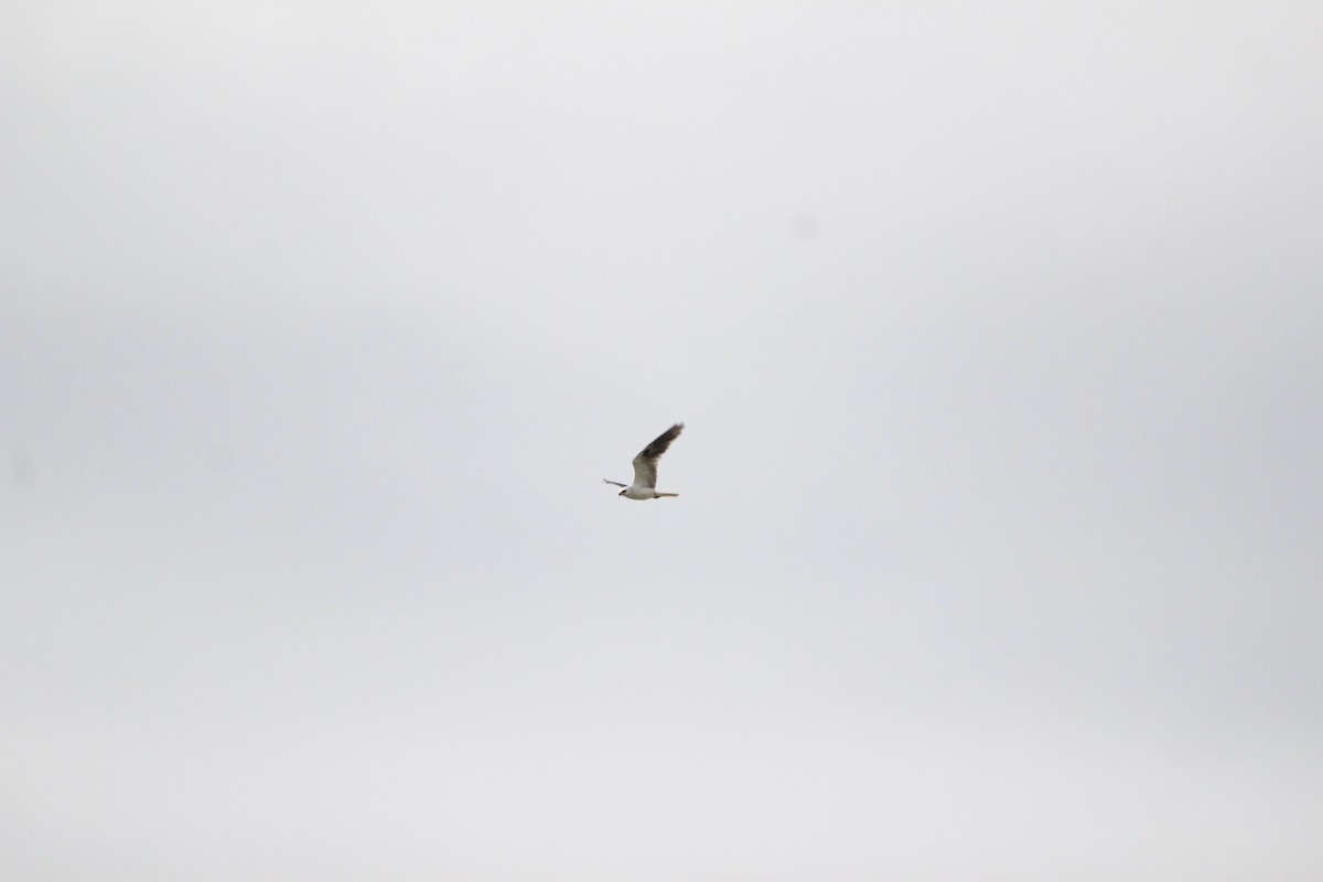 White-tailed Kite - ML366882771