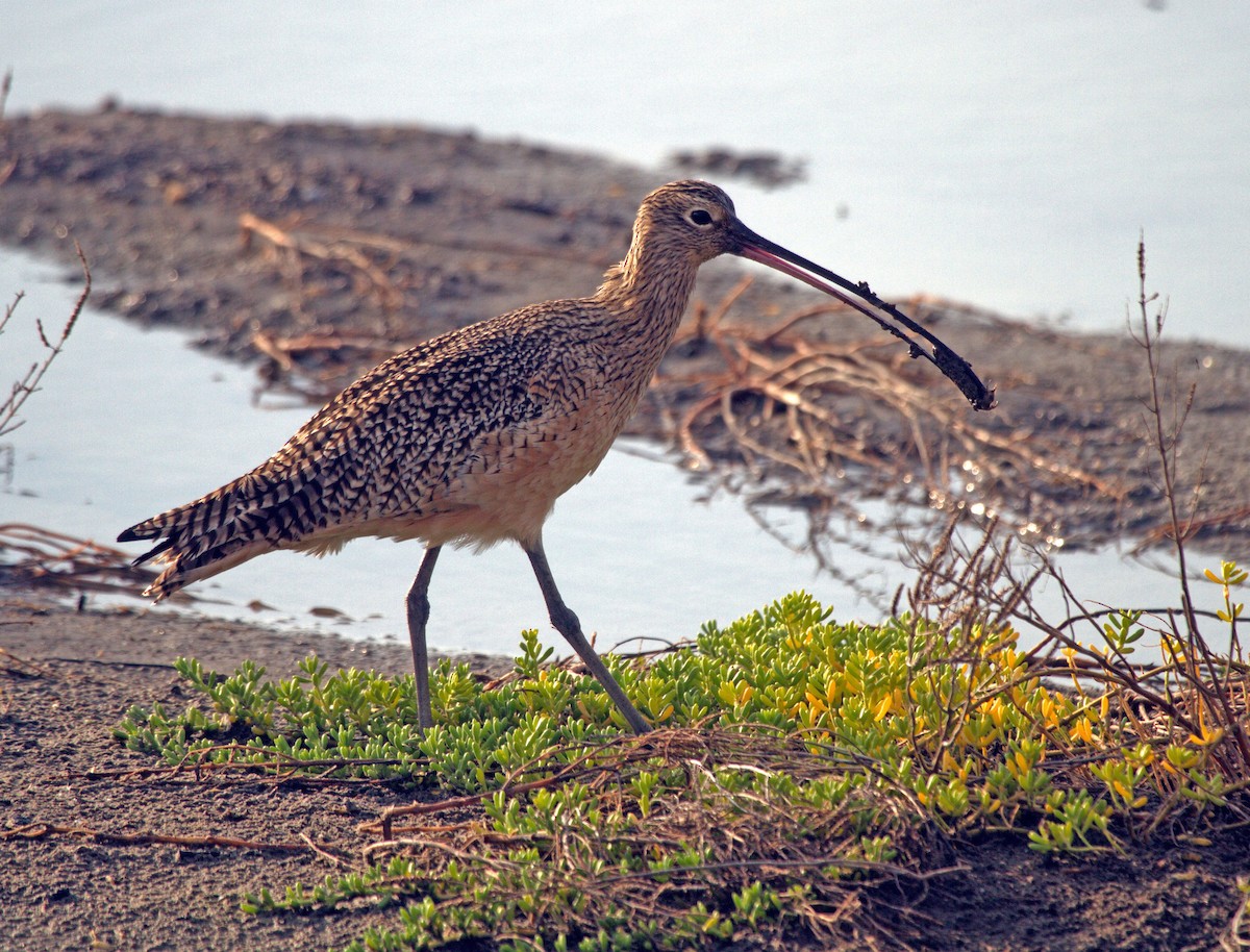 Long-billed Curlew - ML366883491