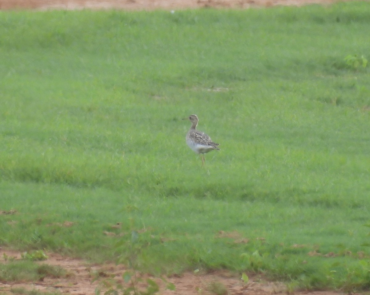 Upland Sandpiper - ML366883751