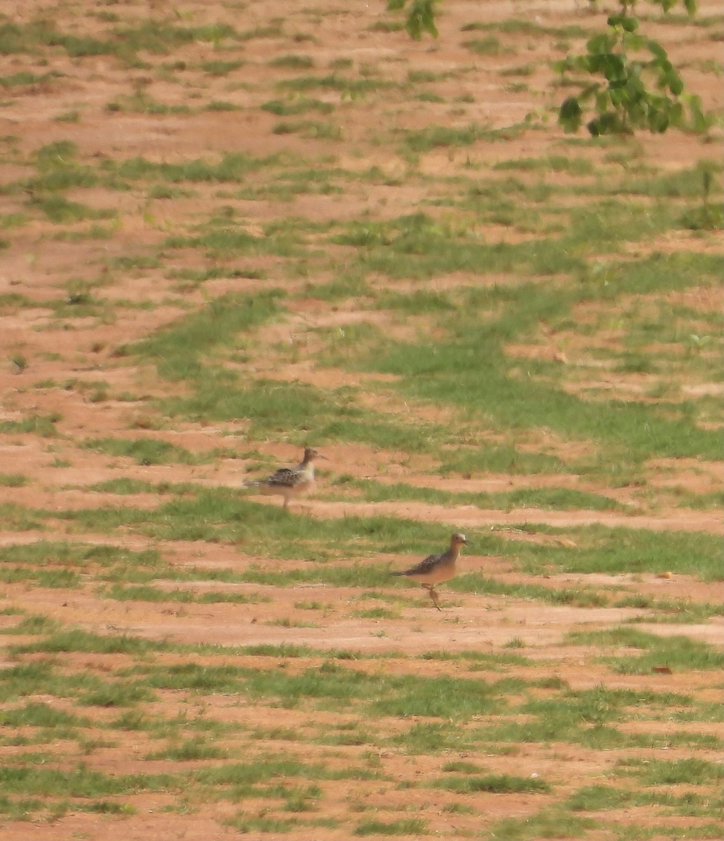 Buff-breasted Sandpiper - ML366883901