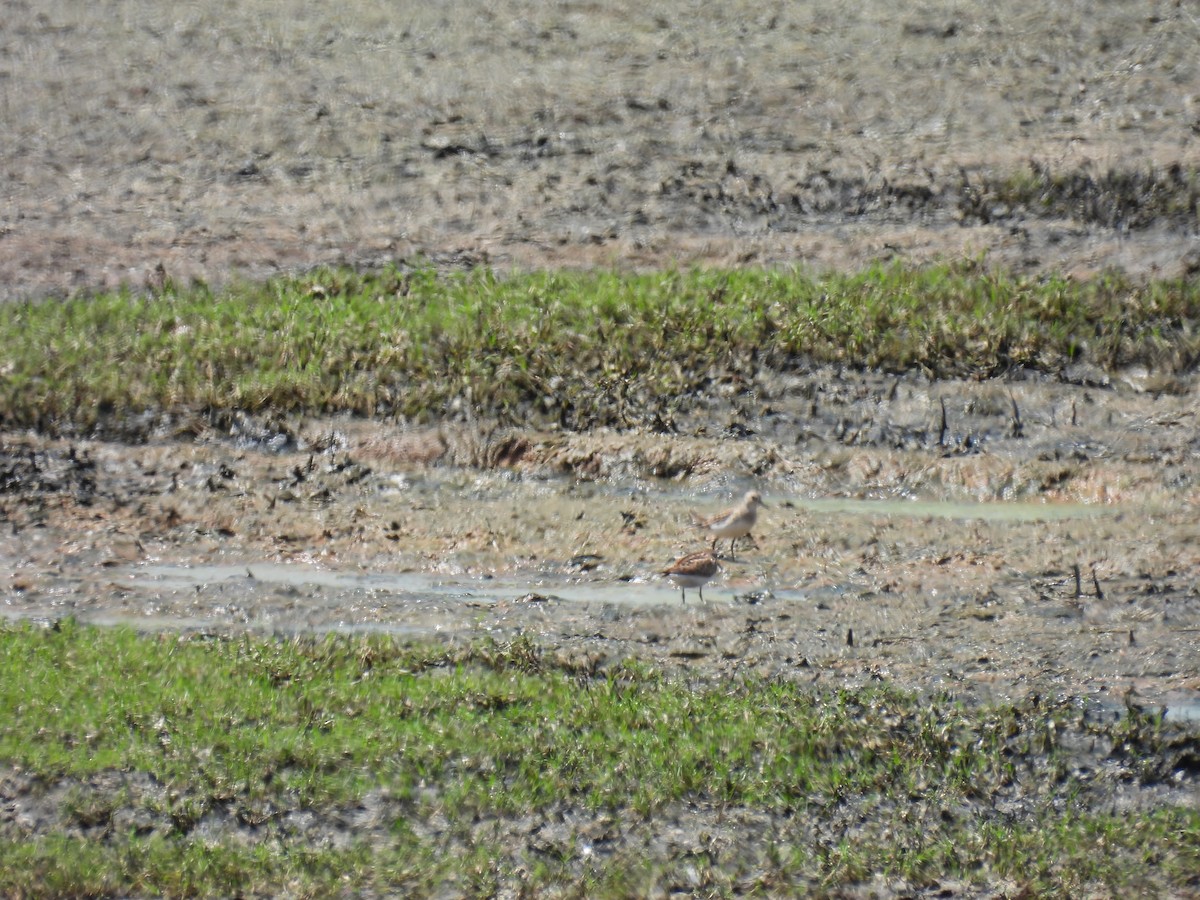 peep sp. - ML366884061