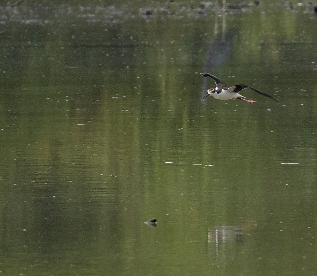 Schwarznacken-Stelzenläufer - ML366885181