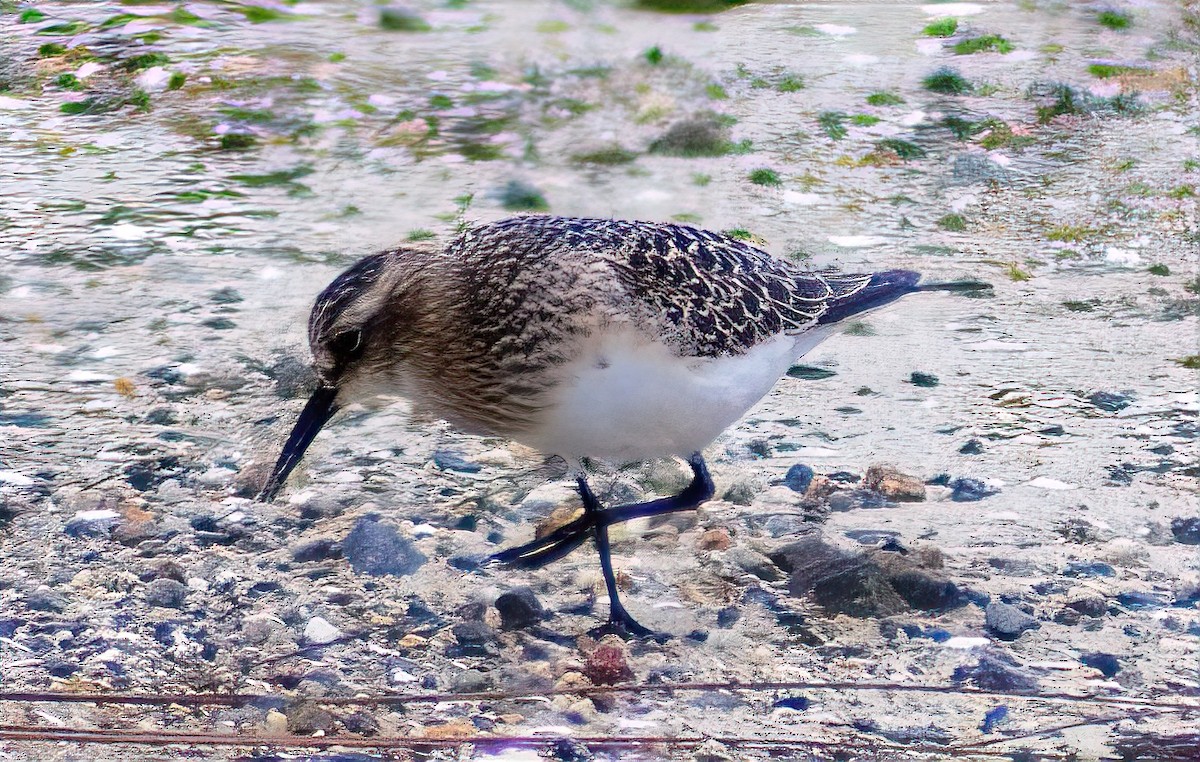 Baird's Sandpiper - ML366885651