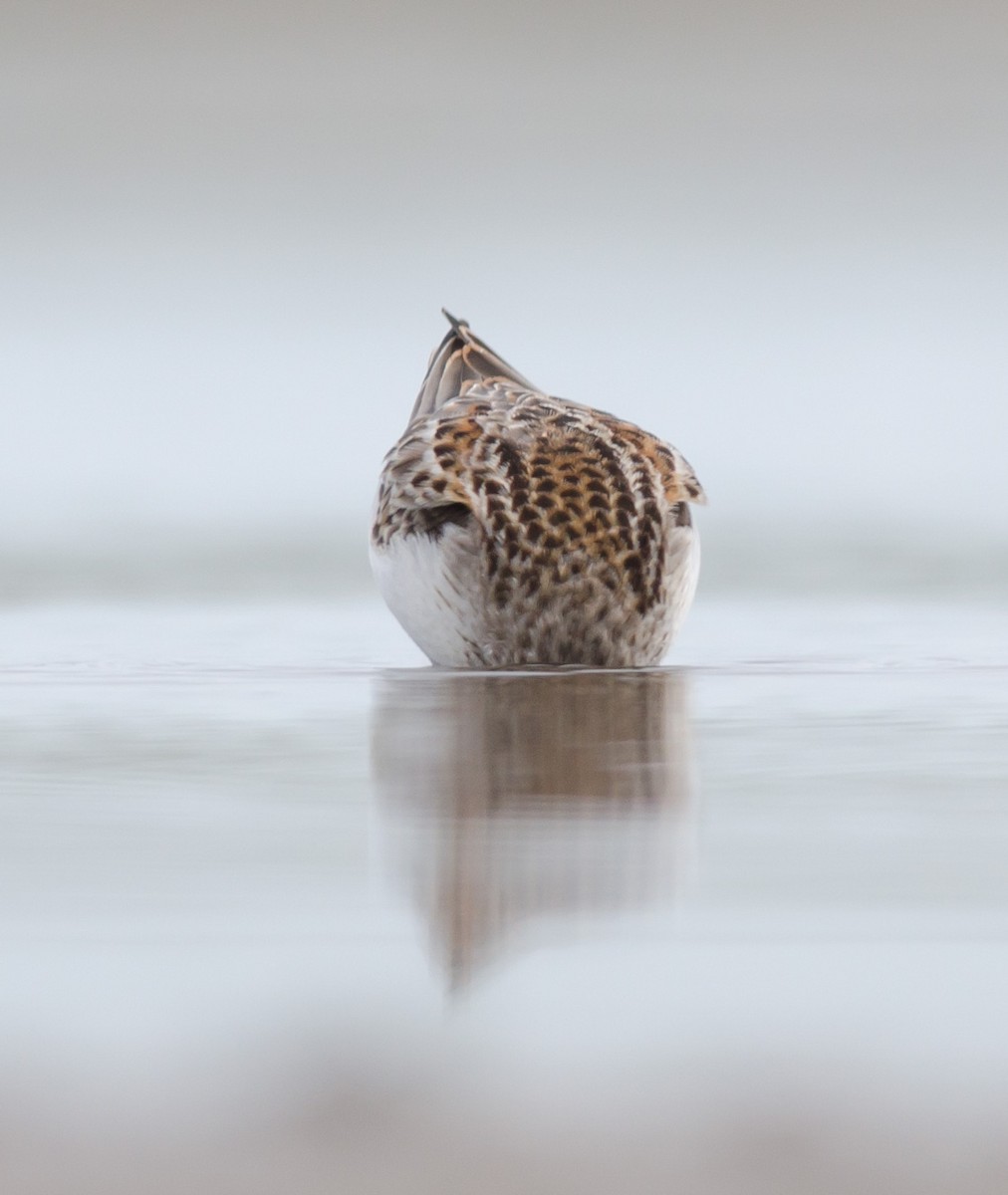 Western Sandpiper - Alix d'Entremont