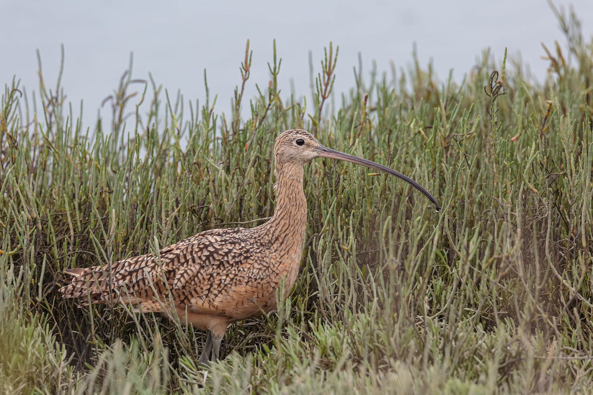 Long-billed Curlew - Jefferson Ashby